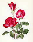 1962 Rosa Gaujard Rose Tipped-In Botanical Print - Anne-Marie Trechslin at Adirondack Retro