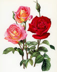 1962 Love Song Rose Tipped-In Botanical Print - Anne-Marie Trechslin at Adirondack Retro