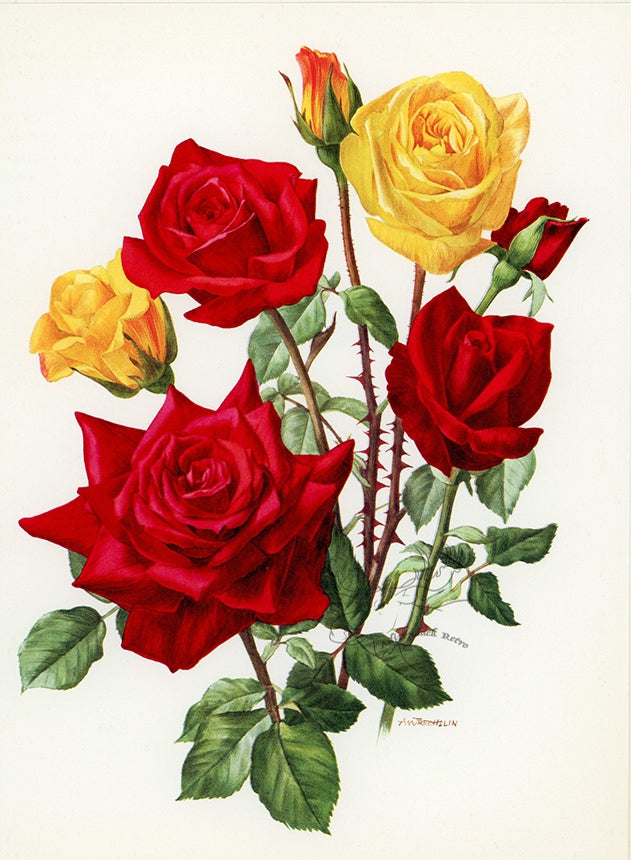 1962 Grisbi Rose Tipped-In Botanical Print - Anne-Marie Trechslin at Adirondack Retro