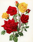 1962 Grisbi Rose Tipped-In Botanical Print - Anne-Marie Trechslin at Adirondack Retro