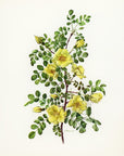 1962 Rosa Hugonis Rose Tipped-In Botanical Print - Anne-Marie Trechslin at Adirondack Retro