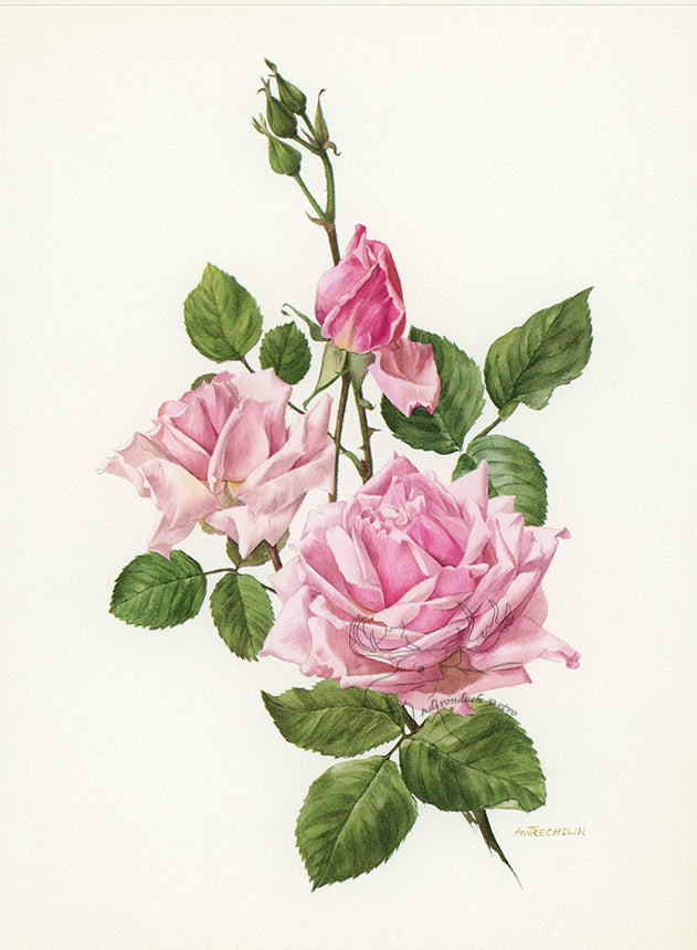 1962 La France Rose Tipped-In Botanical Print - Anne-Marie Trechslin at Adirondack Retro