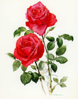 1962 Jolie Madame Rose Tipped-In Botanical Print - Anne-Marie Trechslin at Adirondack Retro