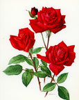 1962 Christian Dior Rose Tipped-In Botanical Print - Anne-Marie Trechslin at Adirondack Retro