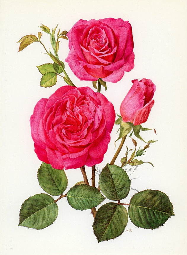 1962 Pink Peace Rose Tipped-In Botanical Print - Anne-Marie Trechslin at Adirondack Retro
