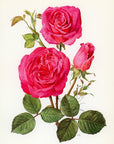 1962 Pink Peace Rose Tipped-In Botanical Print - Anne-Marie Trechslin at Adirondack Retro