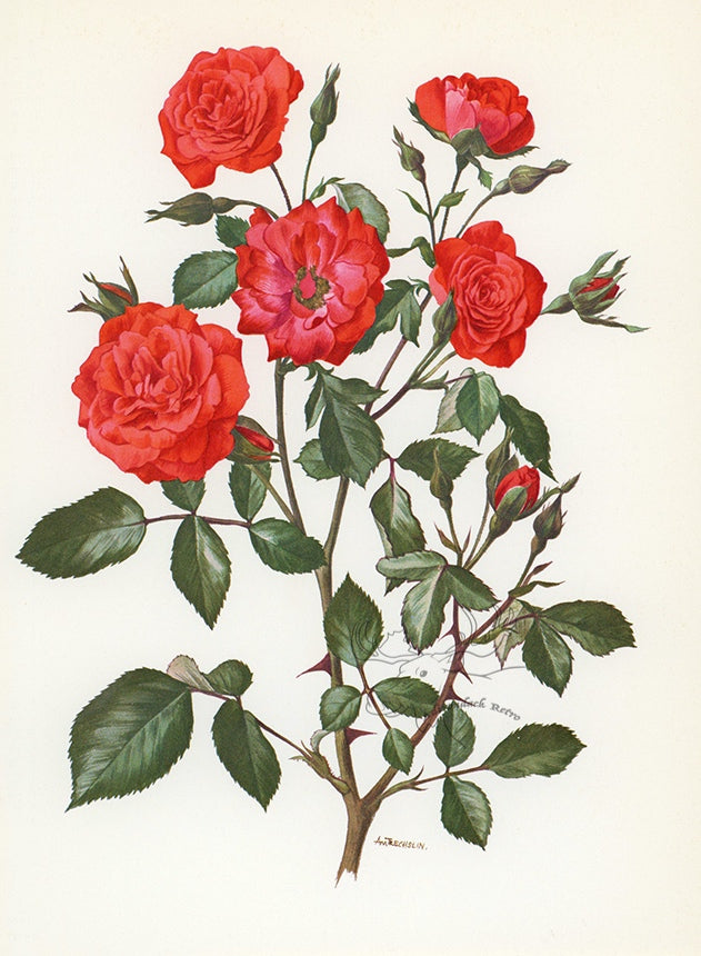 1962 Farandole Rose Tipped-In Botanical Print - Anne-Marie Trechslin at Adirondack Retro