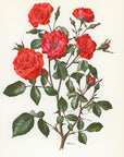 1962 Farandole Rose Tipped-In Botanical Print - Anne-Marie Trechslin at Adirondack Retro