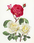1962 Sabrina Rose Tipped-In Botanical Print - Anne-Marie Trechslin at Adirondack Retro