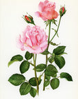 1962 Pink Sensation Rose Tipped-In Botanical Print - Anne-Marie Trechslin at Adirondack Retro