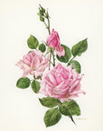 1962 La France Rose Tipped-In Botanical Print - Anne-Marie Trechslin at Adirondack Retro