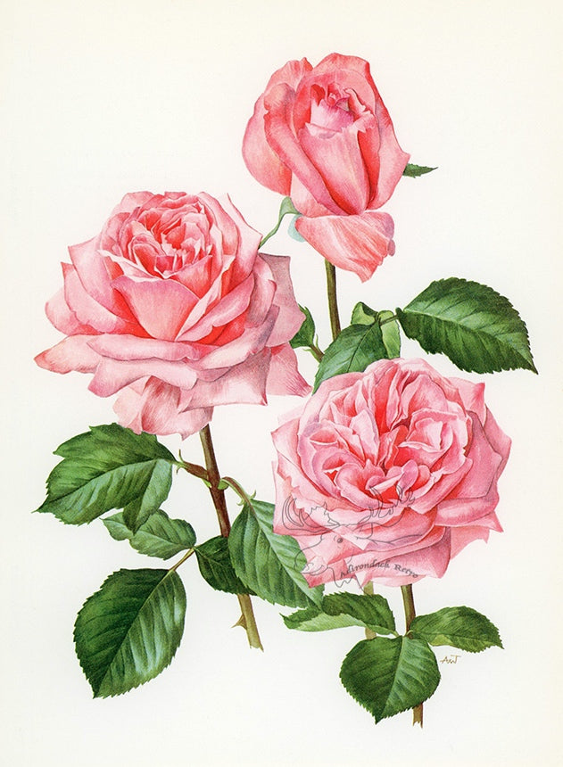 1962 Romantica Rose Tipped-In Botanical Print - Anne-Marie Trechslin at Adirondack Retro