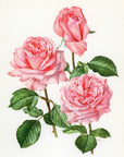 1962 Romantica Rose Tipped-In Botanical Print - Anne-Marie Trechslin at Adirondack Retro