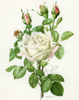 1962 Frau Karl Druschki Rose Tipped-In Botanical Print - Anne-Marie Trechslin at Adirondack Retro