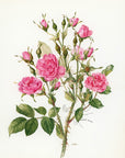 1962 Pink Grootendorst Rose Tipped-In Botanical Print - Anne-Marie Trechslin at Adirondack Retro