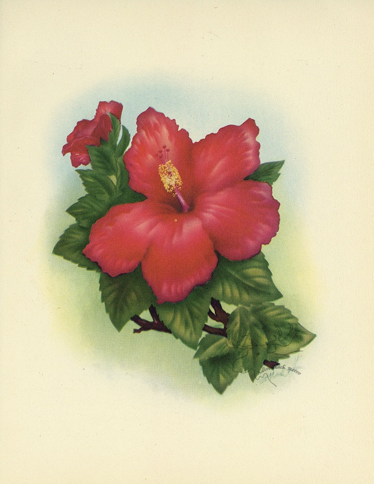 1947 Red Hibiscus Hawaiian Flower Print - T.J. Mundorff at Adirondack Retro