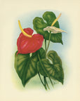 1947 Anthurium Hawaiian Flower Print - T.J. Mundorff at Adirondack Retro