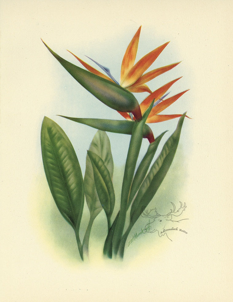 1947 Bird Of Paradise Hawaiian Flower Print - T.J. Mundorff at Adirondack Retro