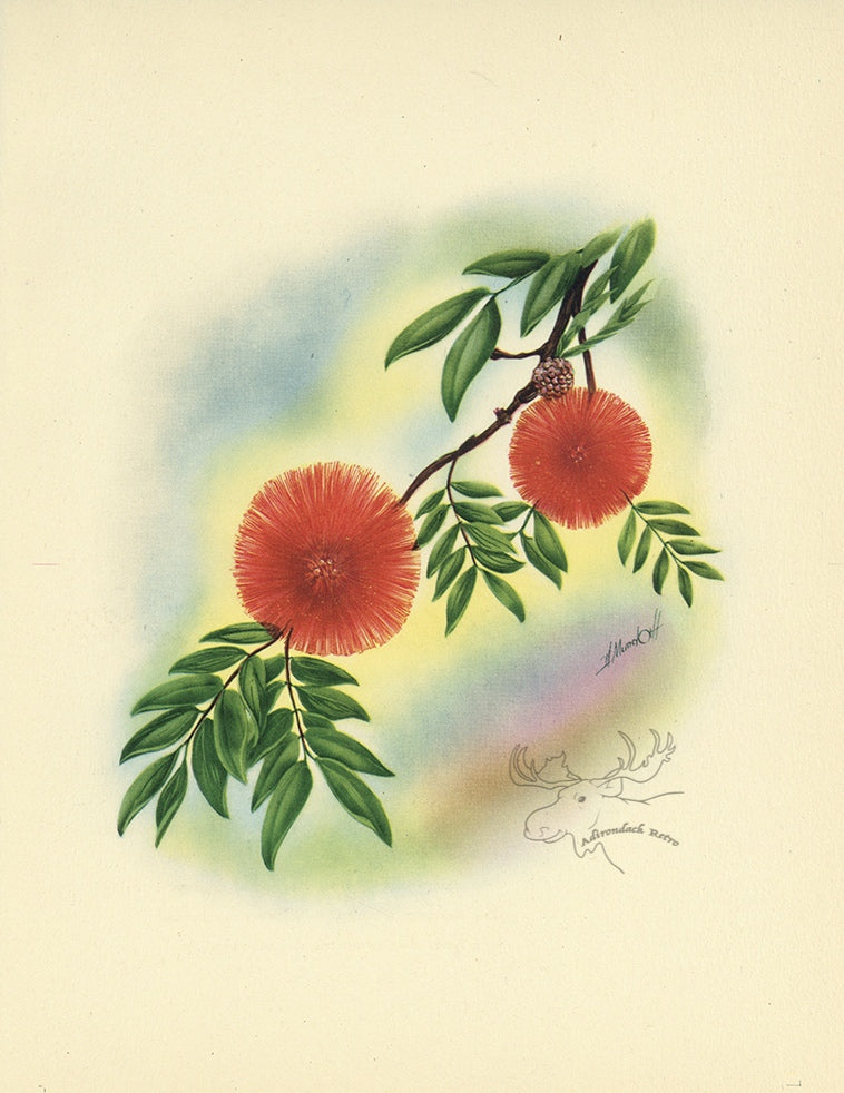 1947 Lehua Blossom Hawaiian Flower Print - T.J. Mundorff at Adirondack Retro