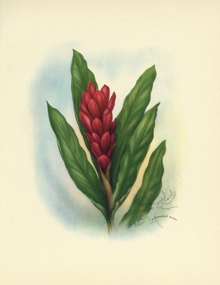 1947 Red Ginger Hawaiian Flower Print - T.J. Mundorff at Adirondack Retro