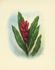 1947 Red Ginger Hawaiian Flower Print - T.J. Mundorff at Adirondack Retro