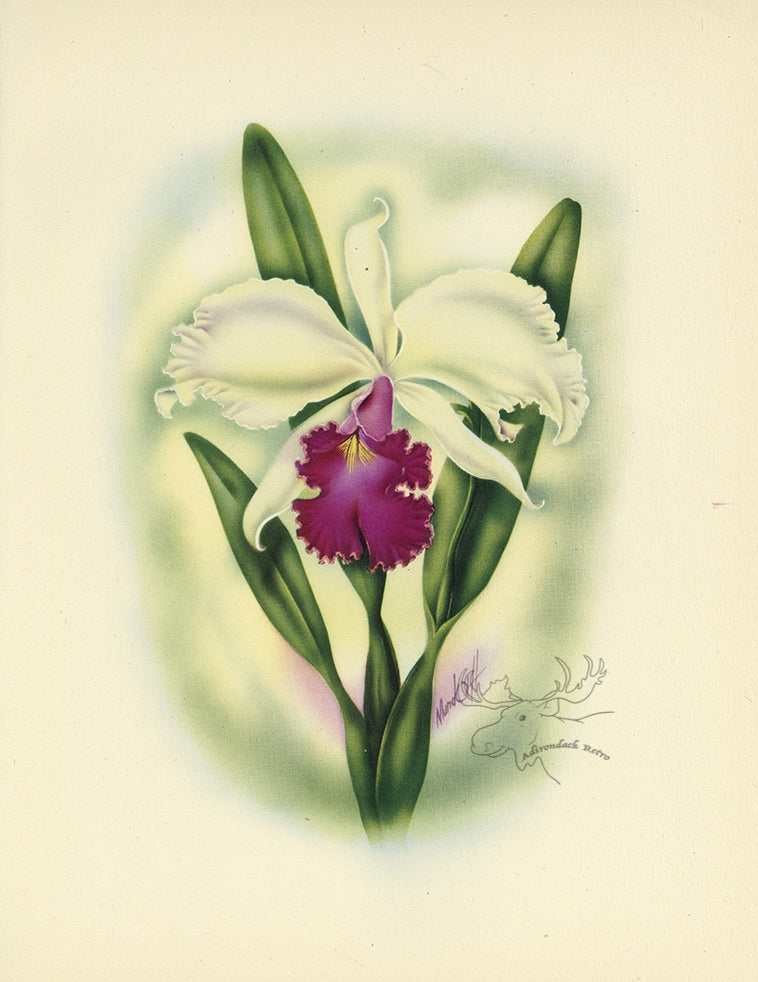 1947 Cattleya Orchid Hawaiian Flower Print - T.J. Mundorff at Adirondack Retro