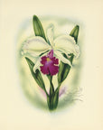 1947 Cattleya Orchid Hawaiian Flower Print - T.J. Mundorff at Adirondack Retro