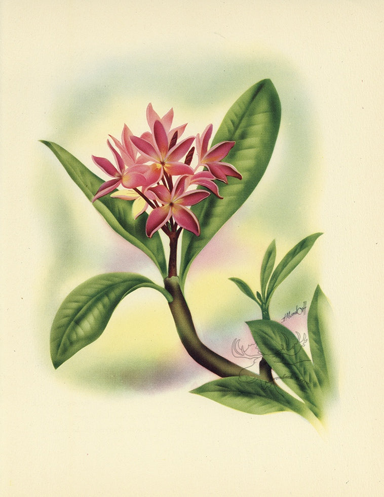 1947 Plumeria Hawaiian Flower Print - T.J. Mundorff at Adirondack Retro