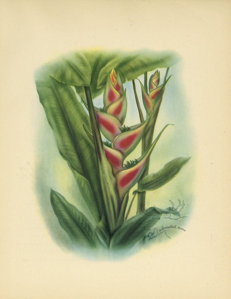 1947 Heliconia Hawaiian Flower Print - T.J. Mundorff at Adirondack Retro