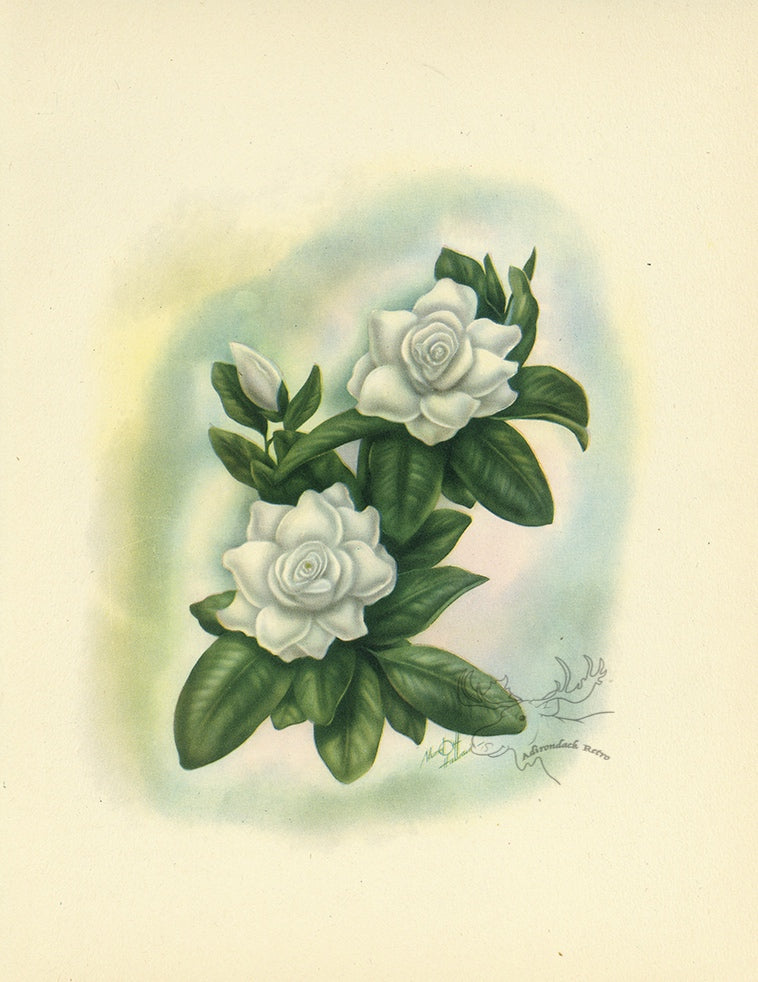 1947 Gardenia Hawaiian Flower Print - T.J. Mundorff at Adirondack Retro