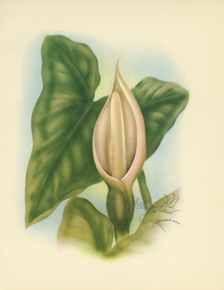 1947 Ape Hawaiian Flower Print - T.J. Mundorff at Adirondack Retro