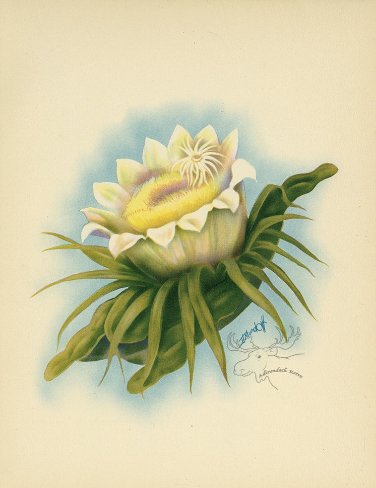 Night Blooming Cereus