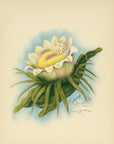 Night Blooming Cereus
