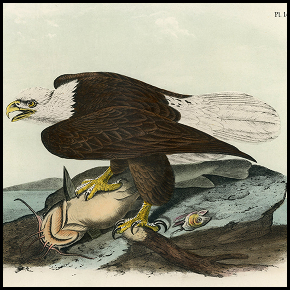Antique Bird Prints at Adirondack Retro
