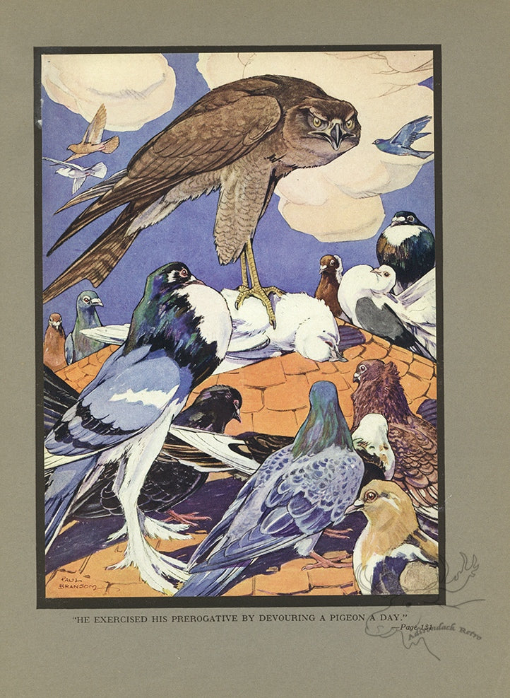 The Kite And The Pigeons Limited Edition Tipped-In Color Book Plate - Paul Bransom Antique Print at Adirondack Retro