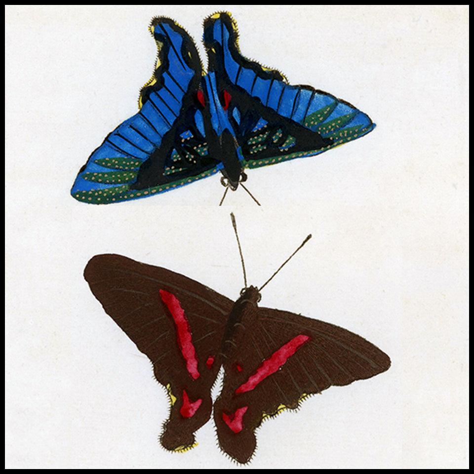 Antique Butterflies & Insect Prints at Adirondack Retro