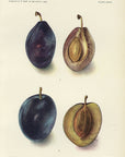 1903 Splendor Prune and Sugar Prune Antique USDA Fruit Print - D.G. Passmore at Adirondack Retro