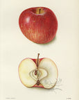 1903 Terry Apple Antique USDA Fruit Print - B. Heiges at Adirondack Retro