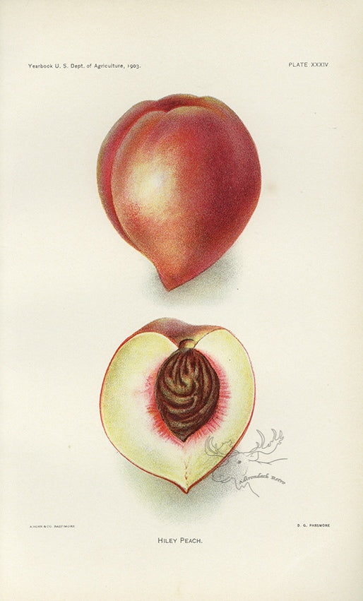 1903 Hiley Peach Antique USDA Fruit Print - D.G. Passmore at Adirondack Retro