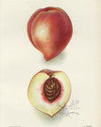 1903 Hiley Peach Antique USDA Fruit Print - D.G. Passmore at Adirondack Retro