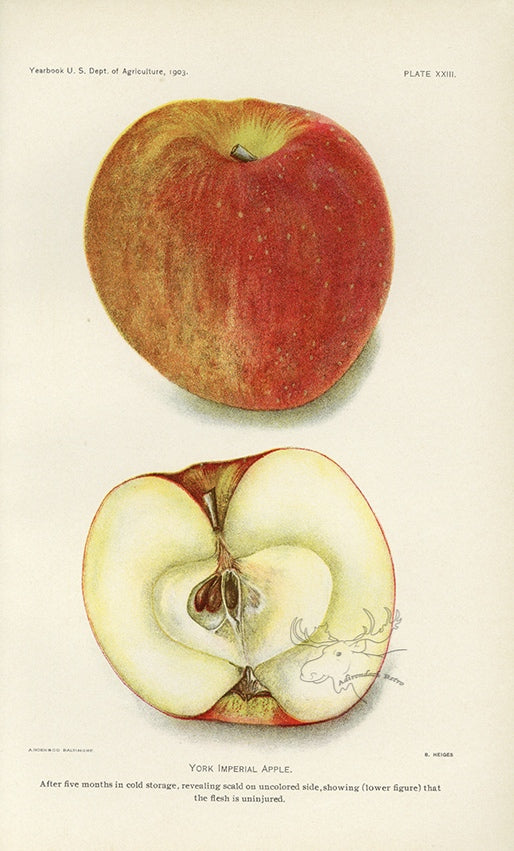 1903 York Imperial Apple Antique USDA Fruit Print - B. Heiges at Adirondack Retro
