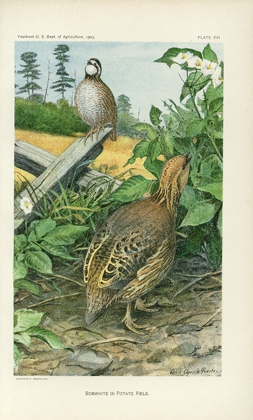 1903 Bobwhite In Potato Field Antique USDA Vegetable Print - Louis Agassiz Fuertes at Adirondack Retro