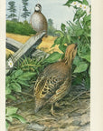 1903 Bobwhite In Potato Field Antique USDA Vegetable Print - Louis Agassiz Fuertes at Adirondack Retro