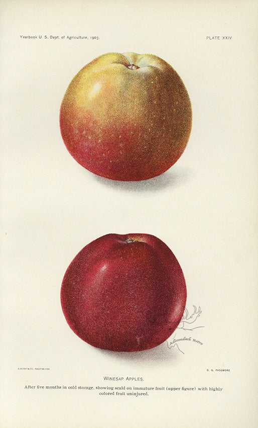 1903 Winesap Apples Antique USDA Fruit Print - D.G. Passmore at Adirondack Retro