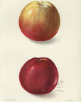 1903 Winesap Apples Antique USDA Fruit Print - D.G. Passmore at Adirondack Retro