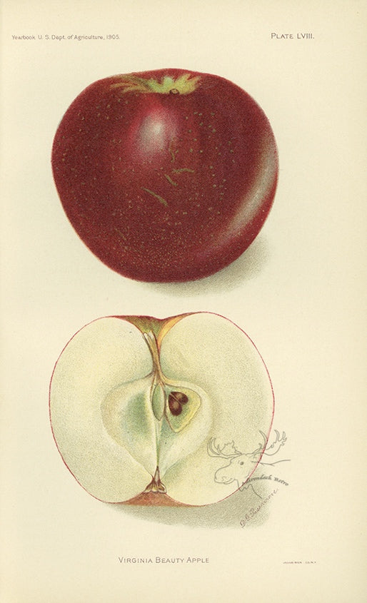 1905 Virginia Beauty Apple Antique USDA Fruit Print - D.G. Passmore at Adirondack Retro
