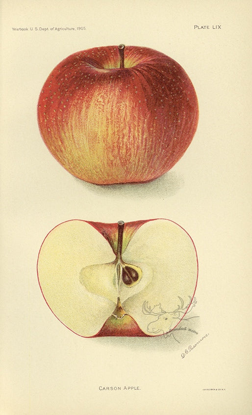 1905 Carson Apple Antique USDA Fruit Print - D.G. Passmore at Adirondack Retro