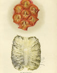 1905 The Miami Pineapple Antique USDA Fruit Print - D.G. Passmore at Adirondack Retro