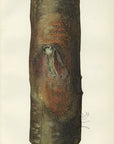 1912 Chestnut Bark Disease Antique USDA Fruit Print - Shultz at Adirondack Retro