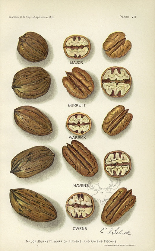 1912 Pecans Antique USDA Fruit Print - E.I. Schutt - Plate VIII at Adirondack Retro